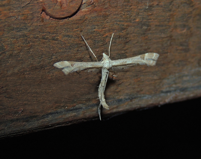 Platyptilia gonodactyla Pterophoridae